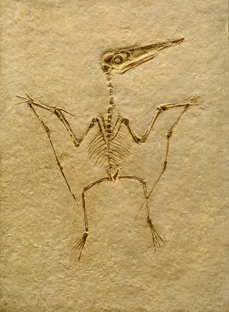 Photo of Pterodactyl Fossil. Pterodactilus Spectabilis.