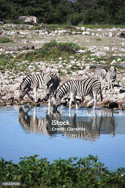 Zebras Large Herd At The Waterhole In Etosha Nationalpark Namibia Stock Photo - Download Image Now