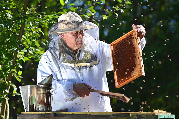 istock Experienced senior beekeeper making inspection in apiary after summer season 465330450