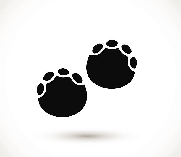 Elephant footprint, paw print vector Elephant footprint, paw print  - simple vector illustration isolated on white background animal toe stock illustrations