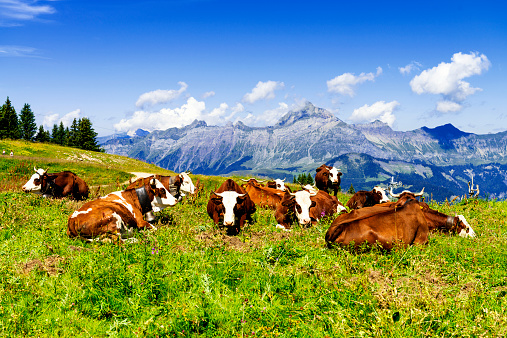 A woman is admiring the view near two cows while they are grazing on Italian Alps with Seiser Alm in the background. Beautiful landscape in northern Italy.