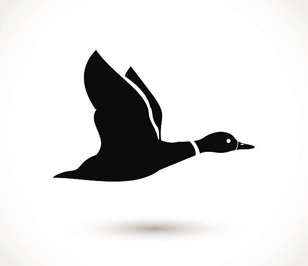 Duck flying icon, duck hunt vector Duck flying icon, duck hunt  - simple vector illustration isolated on white background drake male duck illustrations stock illustrations
