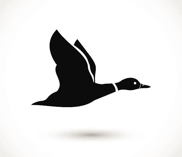 Duck flying icon, duck hunt vector Duck flying icon, duck hunt - simple vector illustration isolated on white background mallard duck stock illustrations