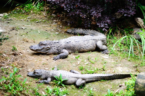 Nile crocodile (crocodylus niloticus) on riverbank