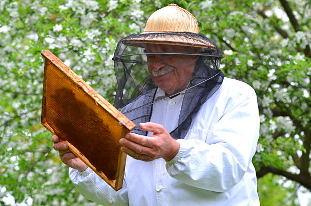 istock senior beekeeper making inspection in apiary in the springtime 465331846