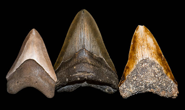 ฟัน megalodon ฟอสซิลแยกบนสีดํา - เม็กกาโลดอน ภาพสต็อก ภาพถ่ายและรูปภาพปลอดค่าลิขสิทธิ์