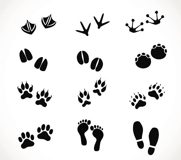 Animal and human paw and footprint set vector Animal and human paw and footprint set - simple vector illustrations isolated on white background printout stock illustrations