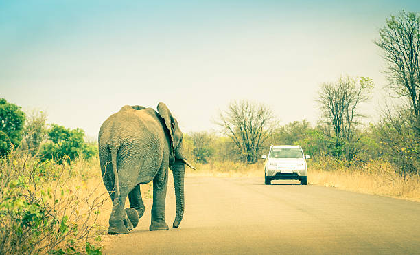 istock Elephant crossing the road at safari park 465334954