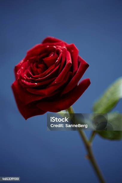 St Valentines Rose Stock Photo - Download Image Now - 2015, Blue Background, Close-up