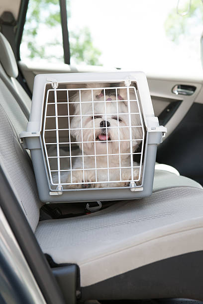 istock Small white dog inside a carrier in the car 465342847