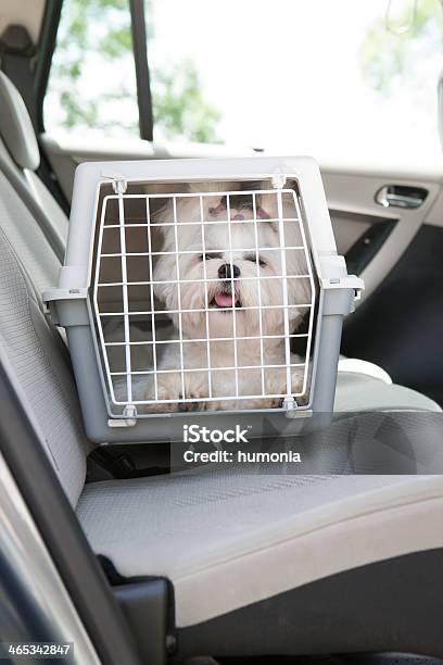 Small White Dog Inside A Carrier In The Car Stock Photo - Download Image Now - Dog, Car, Puppy