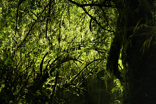 Picturesque view of forest plunged into darkness by dense branches in Alerce Andino national park