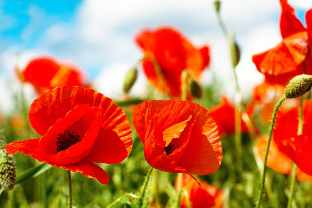 istock Poppy flowers in sunny day 465344329