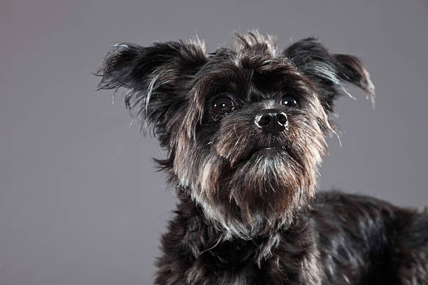 istock Black boomer dog. Studio shot against grey. 465344631