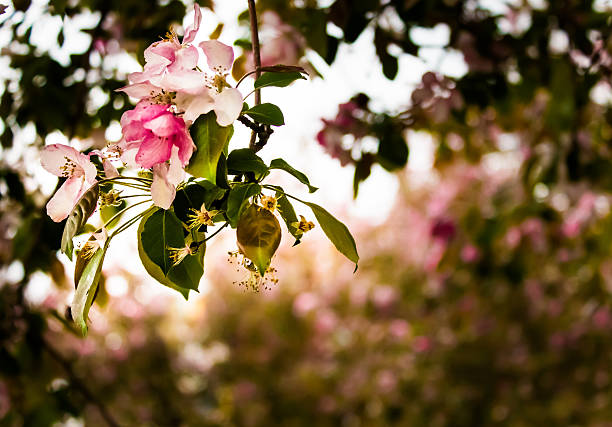 Pink Flowers Hanging from trees stock photo