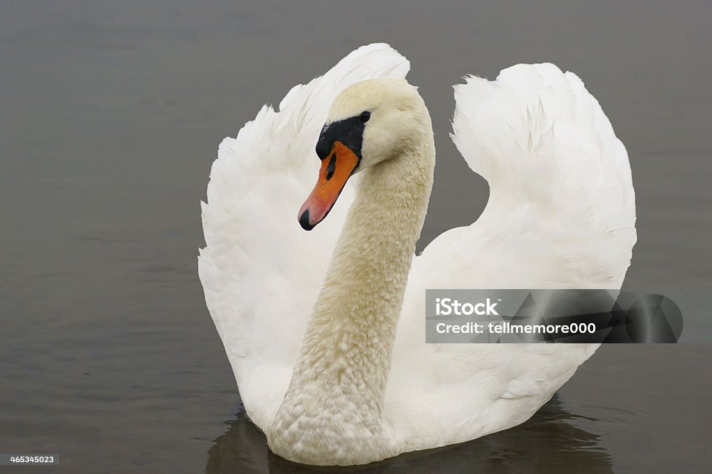 Swan - Lizenzfrei Anmut Stock-Foto