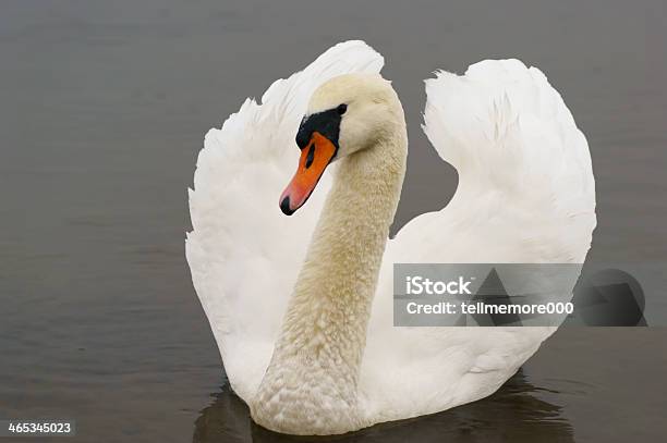 Swan Stockfoto und mehr Bilder von Anmut - Anmut, Blau, Eleganz