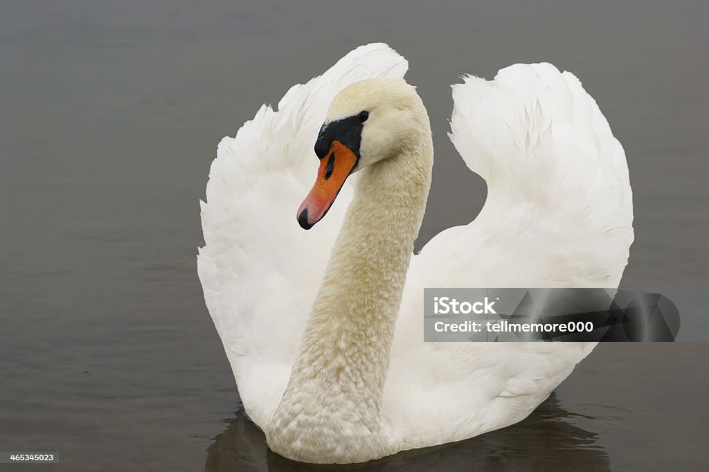 Swan - Foto de stock de Azul royalty-free