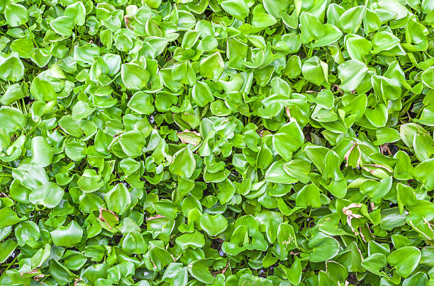 istock Green water hyacinth cover the pond, background pattern 465345120