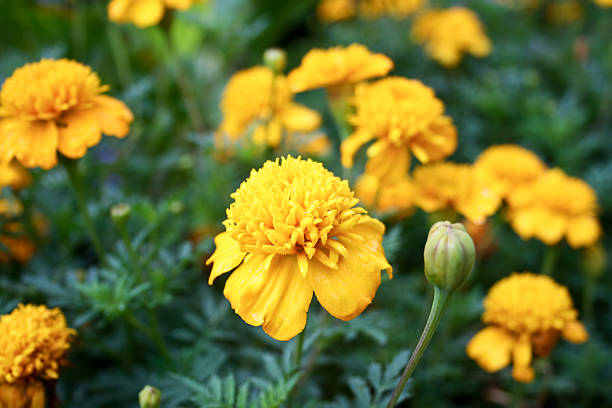 istock beautiful delicate garden flowers 465345296