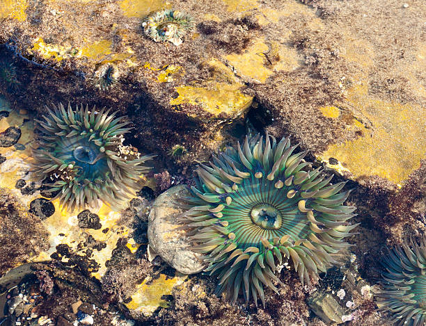 istock Green Sea Anemones 465346287