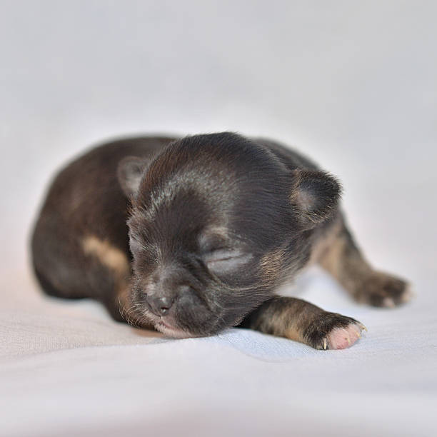 istock Chihuahua puppy 465347701