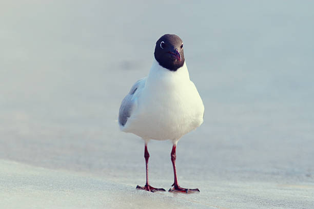 istock Black-headed Gull on the ice, wildlife 465348810