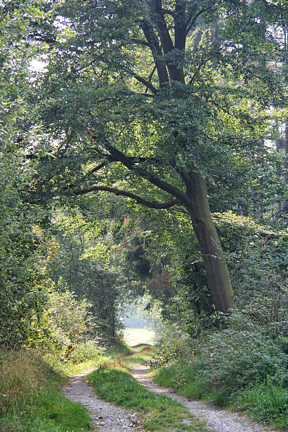 istock Curved country road in the forest 465350946