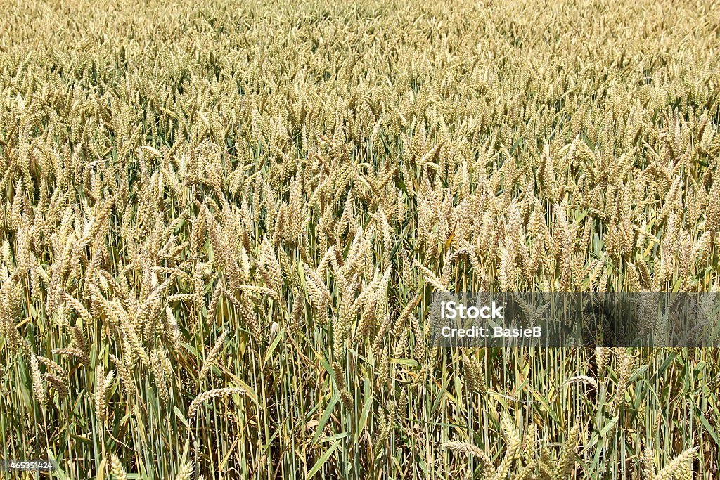 Dem Wheatfield - Lizenzfrei 2015 Stock-Foto