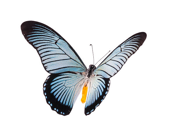 istock Swallowtail butterfly papilio zalmoxis isolated on white 465351774