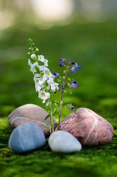 One day morning with the colorful flowers in the garden.