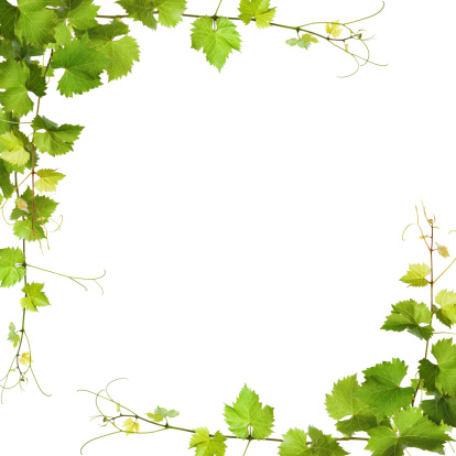 Collage of vine leaves on white background