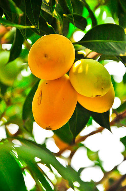 sweet amarillo marian plum, plum mango en tailandia - marian fotografías e imágenes de stock