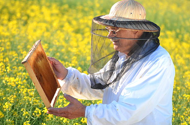 istock experienced senior apiarist working in the blooming rapeseed field 465355486