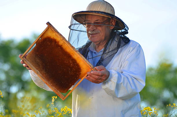 istock experienced senior apiarist working in the blooming rapeseed field 465355498