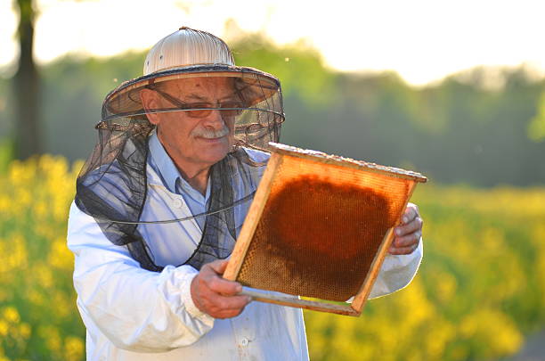 istock experienced senior apiarist working in the blooming rapeseed field 465355508