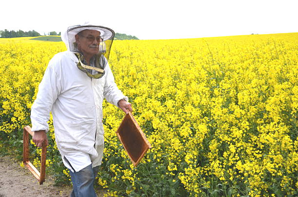 istock experienced senior apiarist working in the blooming rapeseed field 465355540