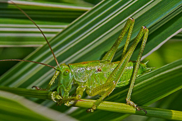 istock green grasshopper, oil paint stylization 465356382