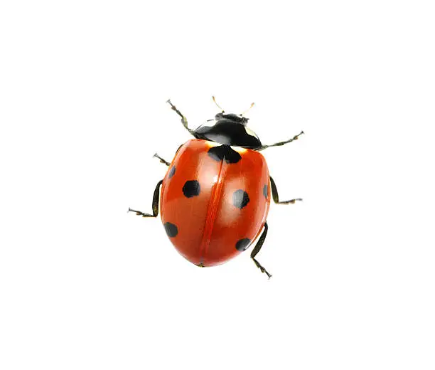 Ladybug isolated on white background