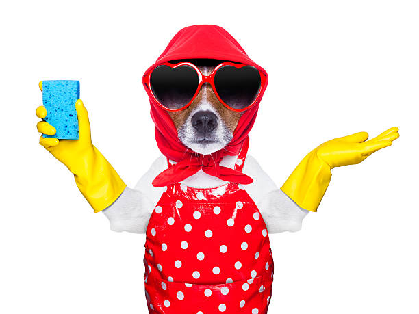 istock housewife dog 465360369