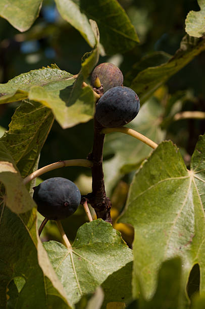 istock Figs ripen in the sun 465361802