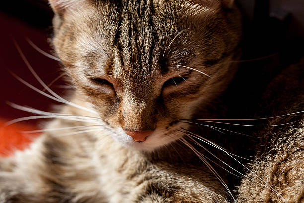istock Grey stripped cat lying under sun, closup portrait 465362016