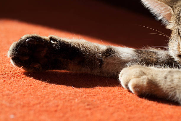 Pad of cat, lying on the carpet under sun