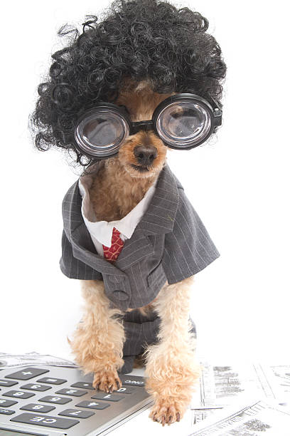 Hairy On A Calculator A poodle with big hair and glasses wearing a business suit and typing on a calculator surrounded by money. dog-currency-calculator-finance stock pictures, royalty-free photos & images