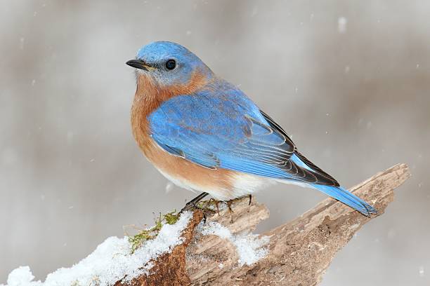 istock Male Eastern Bluebird in Snow 465363156