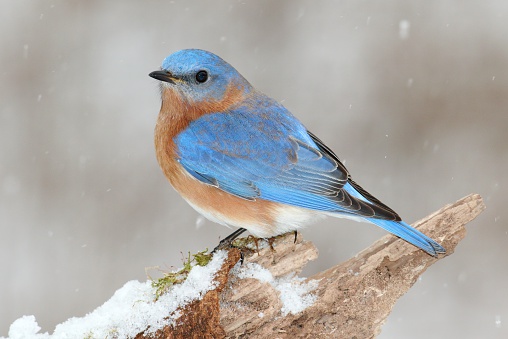 Male Eastern Bluebird (Sialia sialis) on a snow covered perch