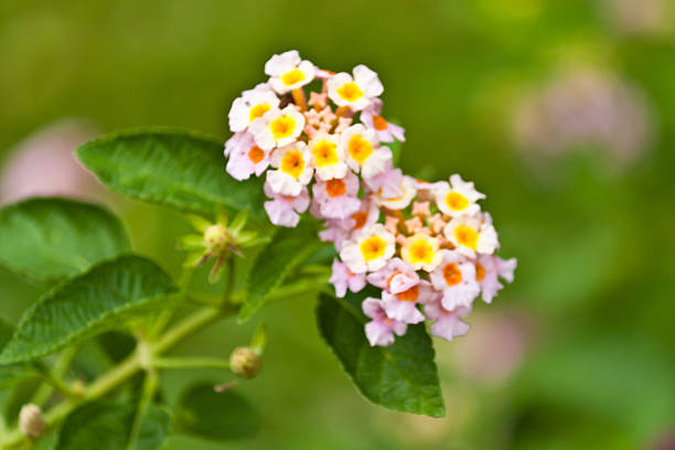 istock the beautiful white flowers 465364427
