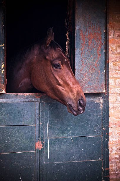 istock race horse in the barn 465368952