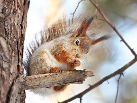 Squirrel on tree with nut on winter day