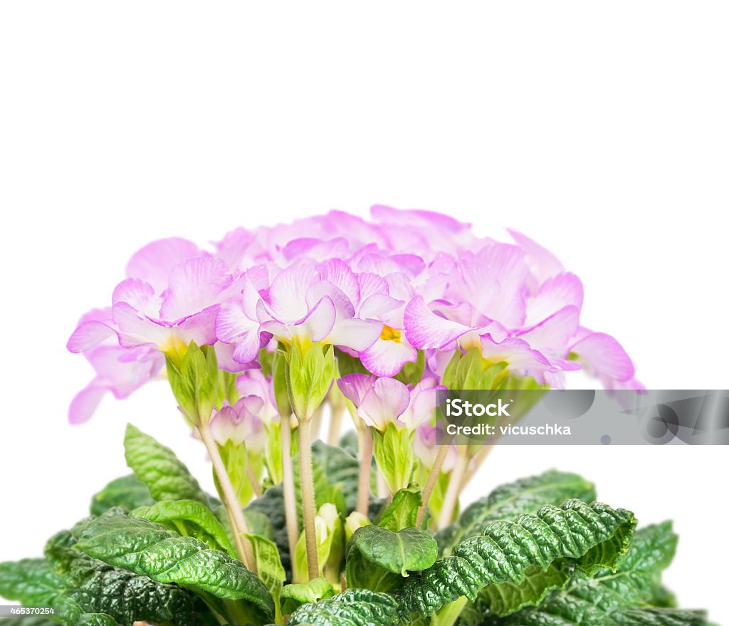Pink pale primula flowers with green leaves, isolated on white Pink pale primula flowers with green leaves, isolated on white background 2015 Stock Photo